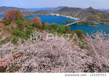 [Ehime Prefecture] Cherry blossoms in full bloom and a view of Hakata Oshima Bridge (Shimanami Kaido) 125297351