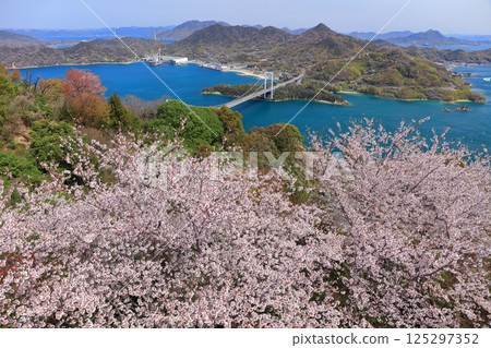【愛媛縣】櫻花盛開，博多大島橋（島波海道） 125297352