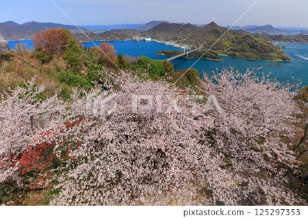[Ehime Prefecture] Cherry blossoms in full bloom and a view of Hakata Oshima Bridge (Shimanami Kaido) 125297353