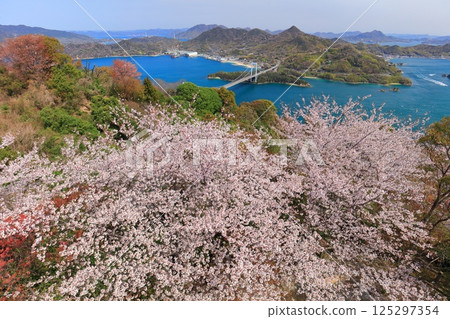 [Ehime Prefecture] Cherry blossoms in full bloom and a view of Hakata Oshima Bridge (Shimanami Kaido) 125297354