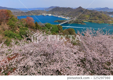 [Ehime Prefecture] Cherry blossoms in full bloom and a view of Hakata Oshima Bridge (Shimanami Kaido) 125297360