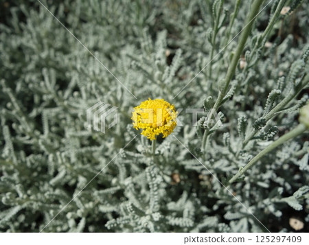 Watasugi gikiku 125297409