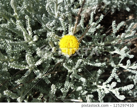 Watasugi gikiku 125297410