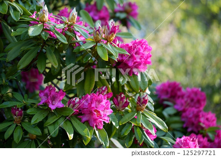 杜鵑花 杜鵑花 125297721
