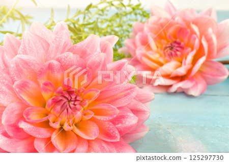 very beautiful pink-yellow dahlia with dew drops on a blue wooden background very beautiful pink-yellow dahlia with dew drops on a blue wooden background 125297730