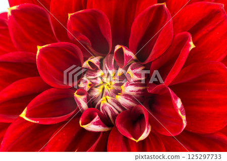 light red dahlias , macro. place for text 125297733