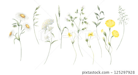Wildflowers chamomile, buttercup, dandelion, yarrow and meadow green grasses. Hand drawn isolated watercolor illustration set of yellow and white field flowers for fabric print, postcards and sticker 125297928