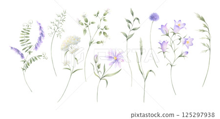 Wildflowers bellflower, mouse pea, yarrow and meadow grasses. Hand drawn isolated watercolor illustration set of lilac and purple flower for fabric print, postcard and sticker. Sketch of field plants 125297938