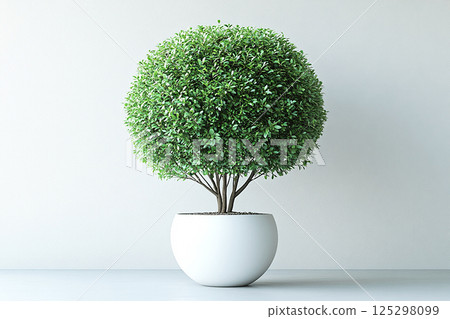 Buxus bush which is trimmed in shape of a circle. Shrub is growing in white modern pot. Fleshy leaves grows on white background Buxus bush which is trimmed in shape of a circle. Shrub is growing in white modern pot. Fleshy leaves grows on white background 125298099
