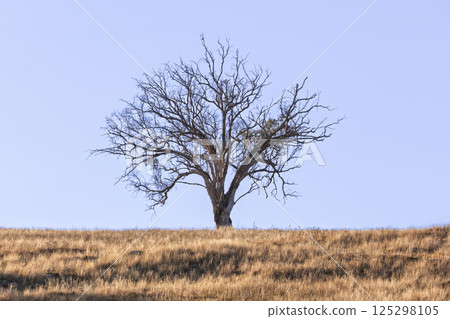 A lone leafless tree standing on a dry hill in regional Australia A lone leafless tree standing on a dry hill in regional Australia 125298105