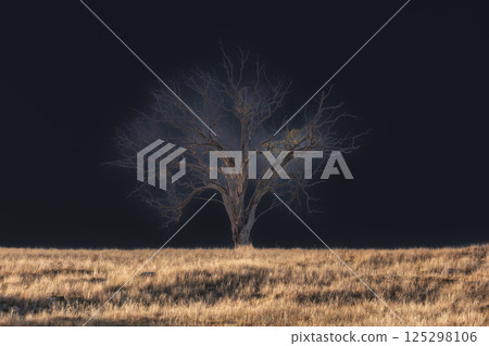 A lone leafless tree standing on a dry hill in regional Australia A lone leafless tree standing on a dry hill in regional Australia 125298106
