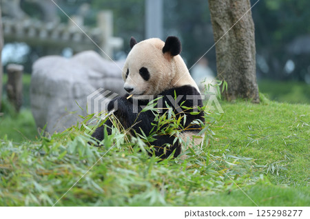 長濱大口吃著竹子 長濱大口吃著竹子 125298277