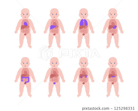 Internal organs of the child Internal organs of the child 125298331