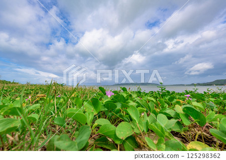 Beautiful scenery of Ishigaki Island with flowers blooming on the beach under a blue sky 125298362
