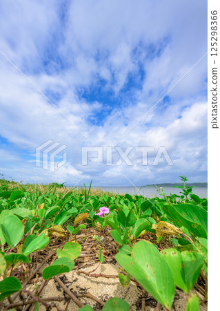 Beautiful scenery of Ishigaki Island with flowers blooming on the beach under a blue sky 125298366
