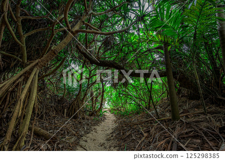 Ishigaki Island's hidden green tunnel and the power of nature 125298385