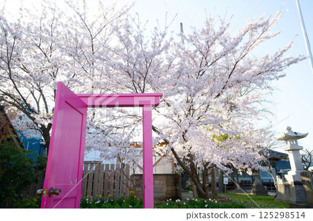 粉紅色門和櫻花 125298514
