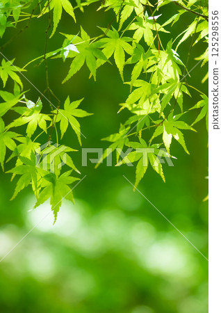 新綠景象 [三重縣四日市紅葉溪的綠色楓葉] 125298556