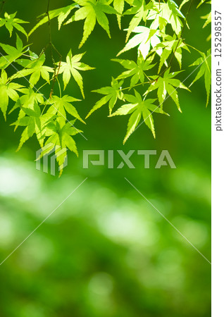 新綠景象 [三重縣四日市紅葉溪的綠色楓葉] 125298557