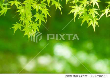 Image of fresh greenery [Green maple leaves, Momiji Valley, Yokkaichi City, Mie Prefecture] 125298558