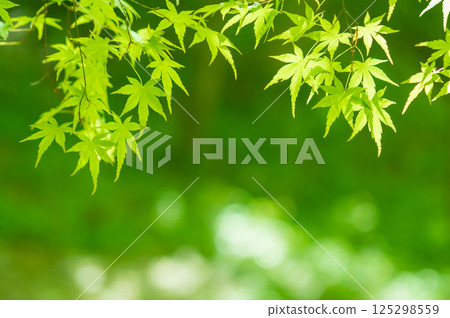 新綠景象 [三重縣四日市紅葉溪的綠色楓葉] 125298559