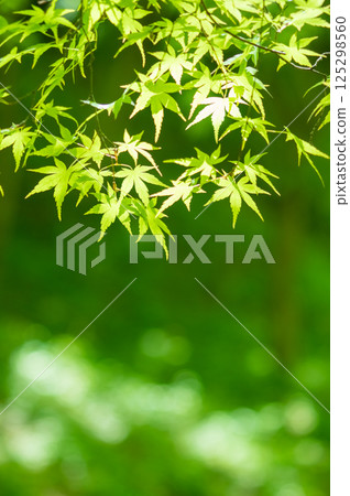 Image of fresh greenery [Green maple leaves, Momiji Valley, Yokkaichi City, Mie Prefecture] 125298560
