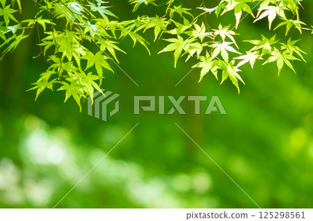 Image of fresh greenery [Green maple leaves, Momiji Valley, Yokkaichi City, Mie Prefecture] 125298561