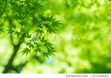 Image of fresh greenery [Green maple leaves, Momiji Valley, Yokkaichi City, Mie Prefecture] 125298564