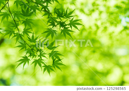 Image of fresh greenery [Green maple leaves, Momiji Valley, Yokkaichi City, Mie Prefecture] 125298565