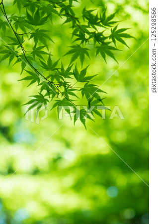 Image of fresh greenery [Green maple leaves, Momiji Valley, Yokkaichi City, Mie Prefecture] 125298566