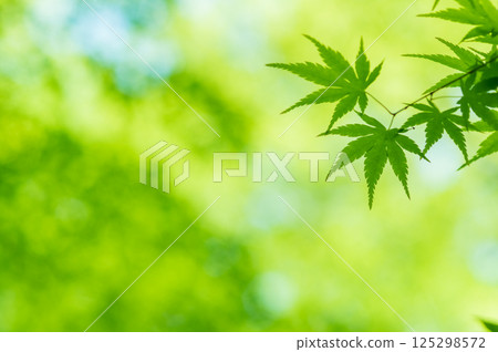 Image of fresh greenery [Green maple leaves, Momiji Valley, Yokkaichi City, Mie Prefecture] 125298572