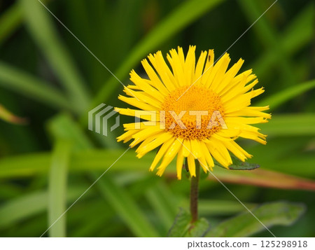 Oze Oe Marshland's Oze Water Daisy 125298918