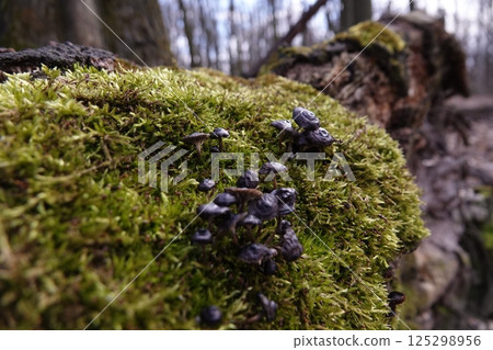 Mushrooms as a family grow on a stump in green moss Mushrooms as a family grow on a stump in green moss 125298956