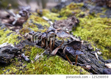 Mushrooms as a family grow on a stump in green moss Mushrooms as a family grow on a stump in green moss 125298959