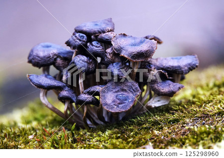 Mushrooms as a family grow on a stump in green moss Mushrooms as a family grow on a stump in green moss 125298960
