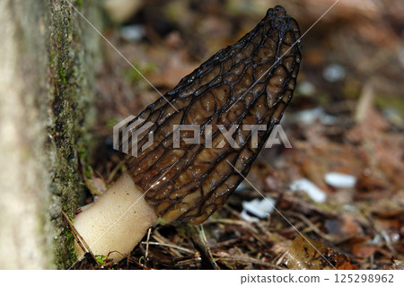The small red fly agaric mushroom grows in a forest clearing on a sunny day The small red fly agaric mushroom grows in a forest clearing on a sunny day 125298962