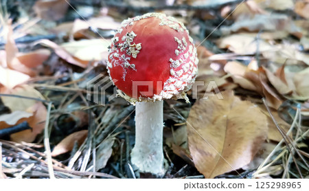 Amanita mushroom with a red cap grows in a forest clearing on a sunny day Amanita mushroom with a red cap grows in a forest clearing on a sunny day 125298965