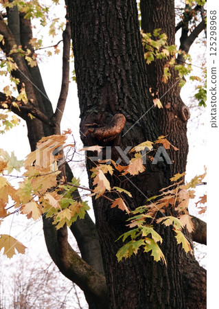 Mushroom growths on trees in the autumn forest 125298968