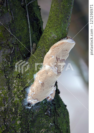 Mushrooms parasites growths on trees in the forest Mushrooms parasites growths on trees in the forest 125298971