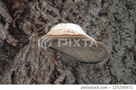 Mushrooms growths on trees in autumn forest Mushrooms growths on trees in autumn forest 125298972