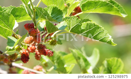 Mulberry tree branch with Mulberry berries Mulberry tree branch with Mulberry berries 125298975