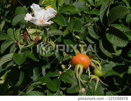 Rosehips furry berries of plants on bush branches Rosehips furry berries of plants on bush branches 125298978
