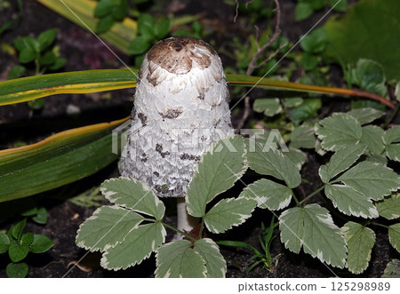 The mushroom grows in the grass waiting for its mushroom picker. The mushroom grows in the grass waiting for its mushroom picker. 125298989