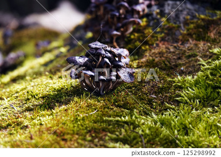 Mushrooms as a family grow on a stump in green moss 125298992