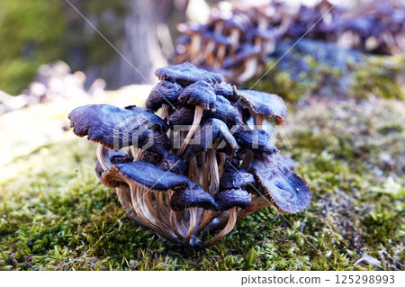 Mushrooms as a family grow on a stump in green moss 125298993