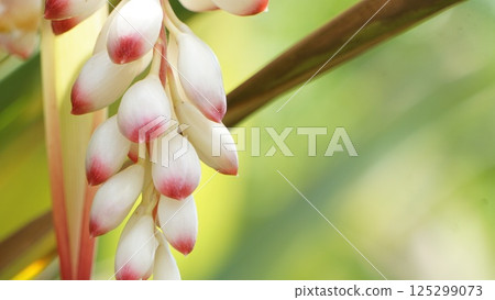 Droplets of water dripping from a Zelkova bud 125299073