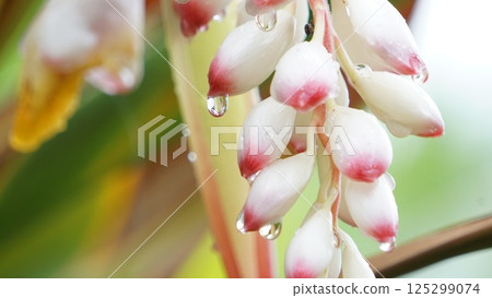 Drops on the buds of Alpinia 125299074