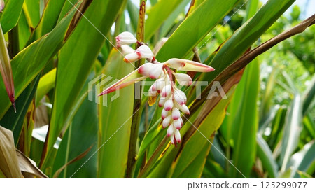 Rainy season begins, drops of water after the rain 125299077