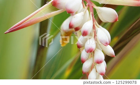 Rainy season scenery, water drops dripping from buds 125299078