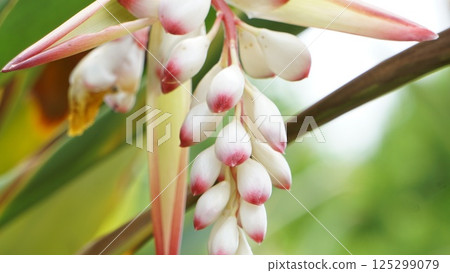Drops of water dripping from petals Drops of water dripping from petals 125299079